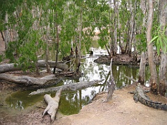 211 Hartley's Crocodile Farm